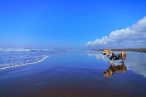 九十九里浜と愛犬