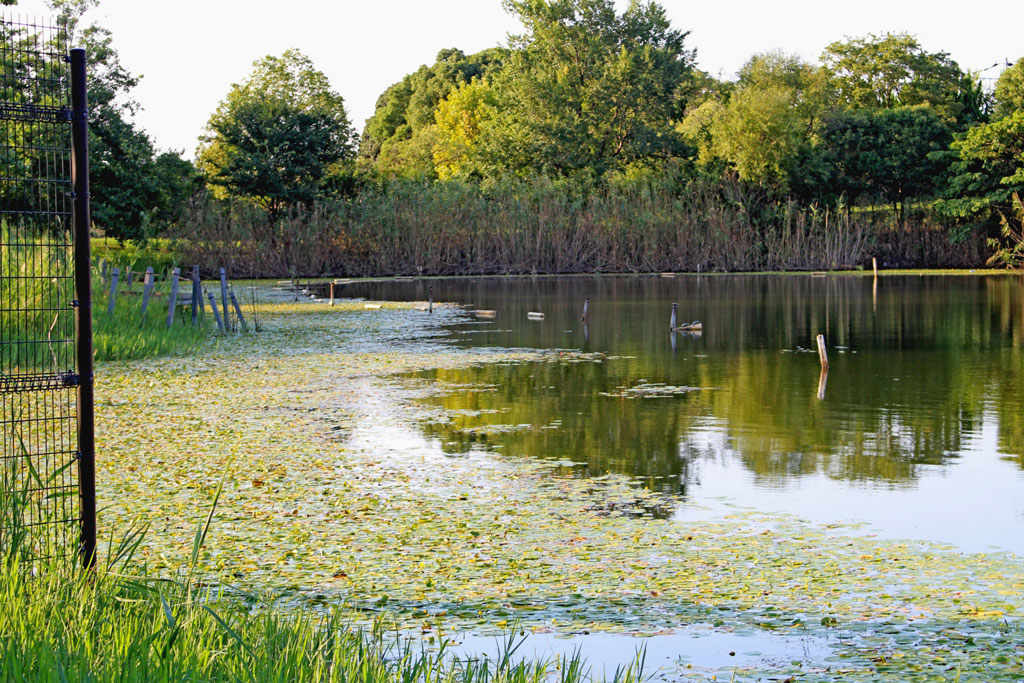 水元公園は都内で唯一のアサザの自生地