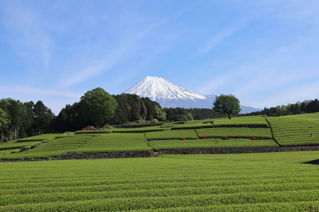 大淵笹場の茶畑と富士山