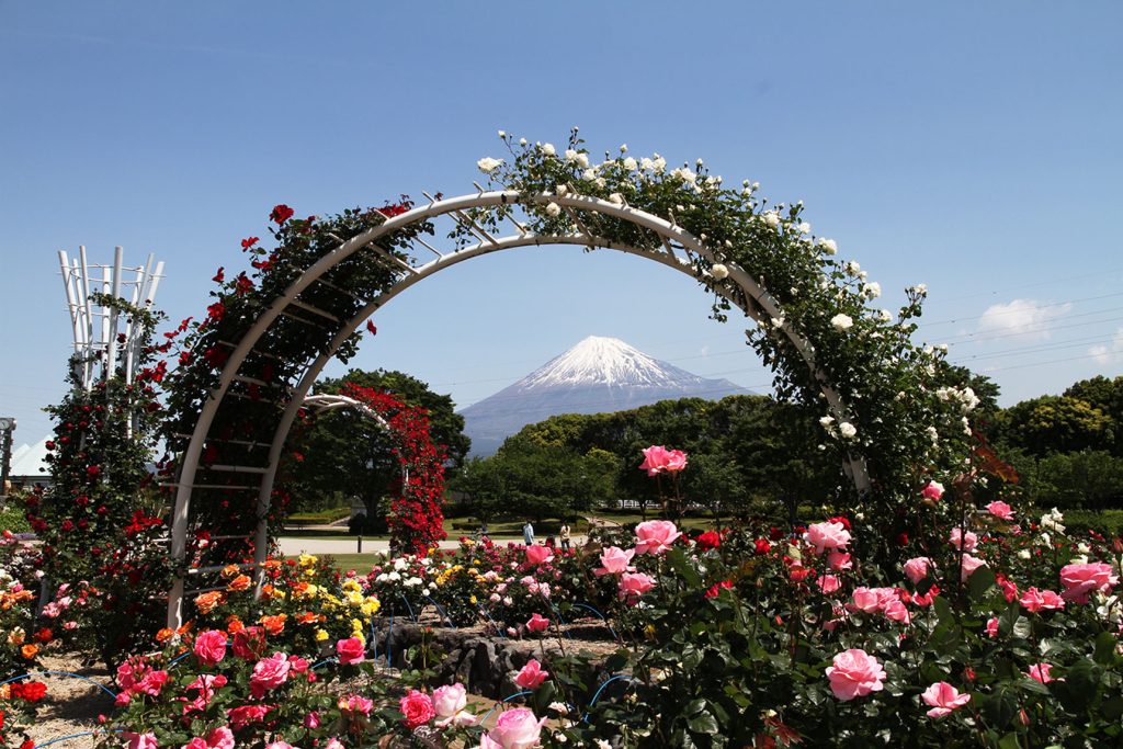 富士市中央公園のバラ園と富士山
