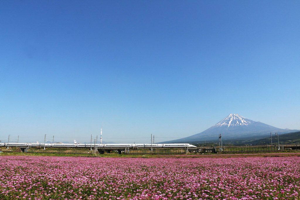 浮島のレンゲ畑と富士山