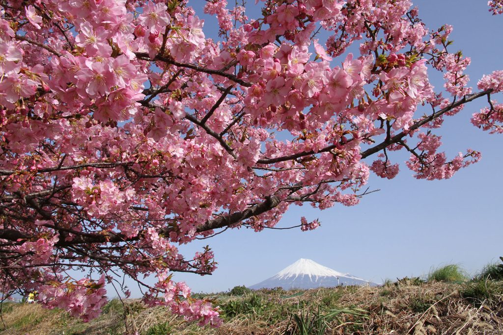 潤井川龍巌淵の桜と富士山