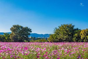 兵庫県尼崎市 コスモス園