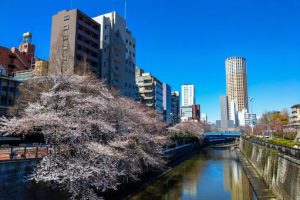 中目黒の桜と中目黒アトラスタワー（東京都目黒区）