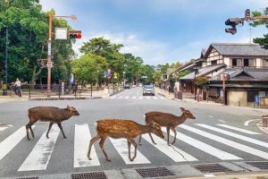 奈良公園の前を歩く鹿（奈良県奈良市）
